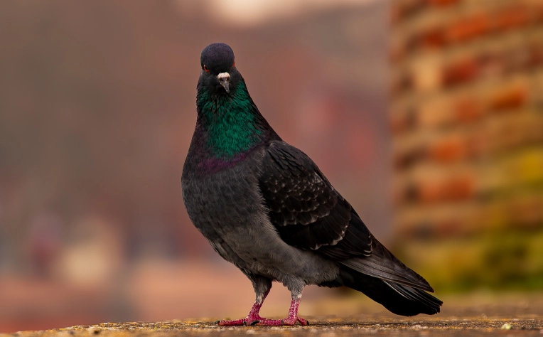 Photographie, Nature, Traditionnel