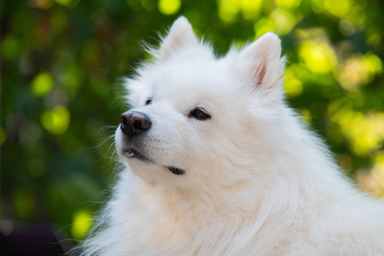 Photography, Photo retouching, Pets, Traditional