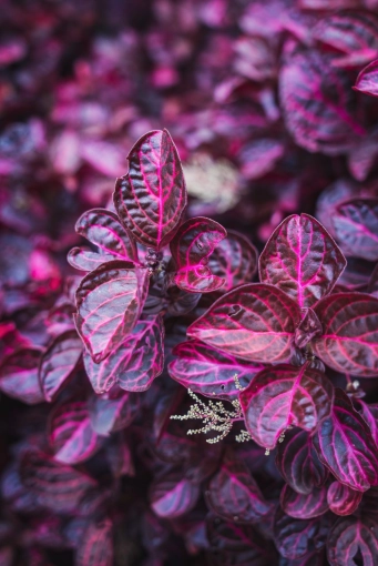 Photographie, Nature, Traditionnel
