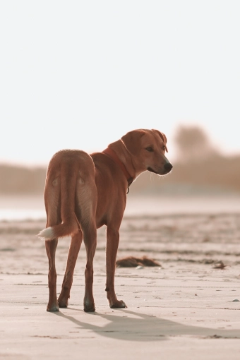 Photography, Photo retouching, Pets, Lifestyle