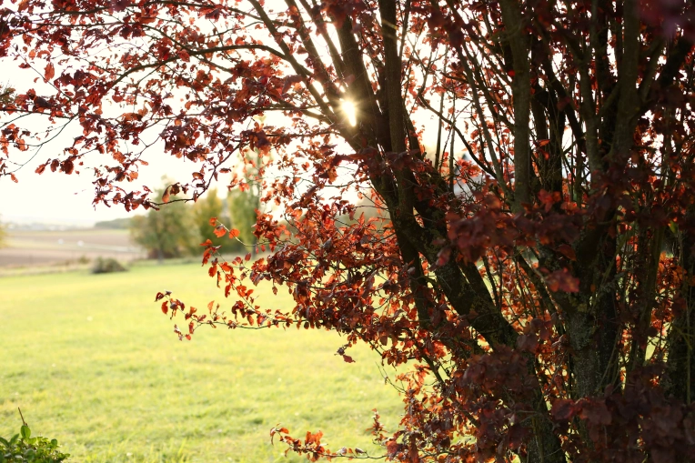 Photographie, Grossesse, Famille, Portrait, Nature, Lifestyle