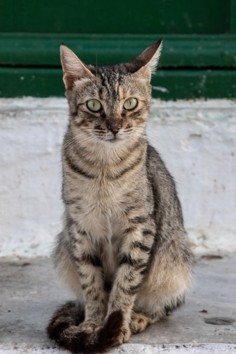 Photographie, Animal de compagnie, Traditionnel