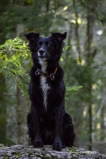 Photography, Pets, Lifestyle