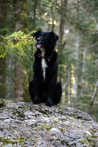 Pets, Traditional, Lifestyle