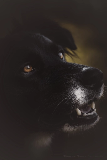 Photography, Pets, Artistic