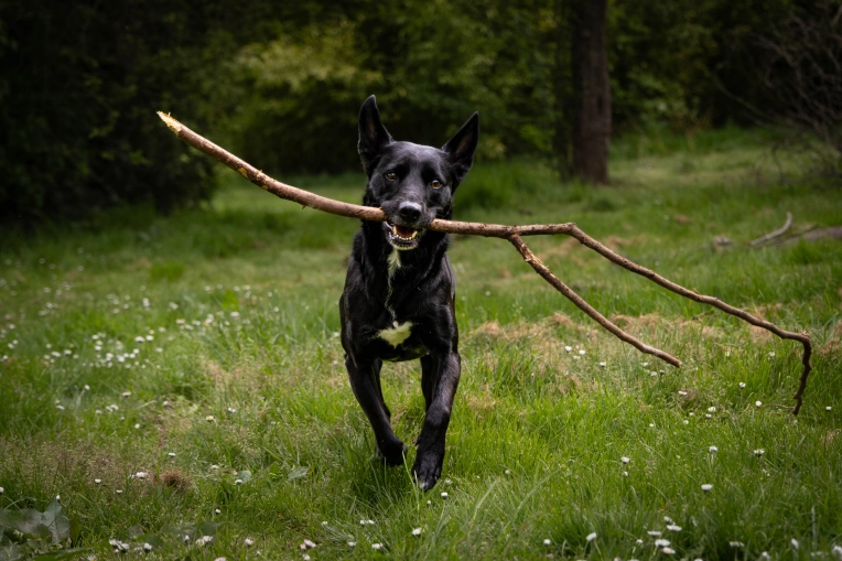 Photography, Photo retouching, Pets, Artistic, Traditional