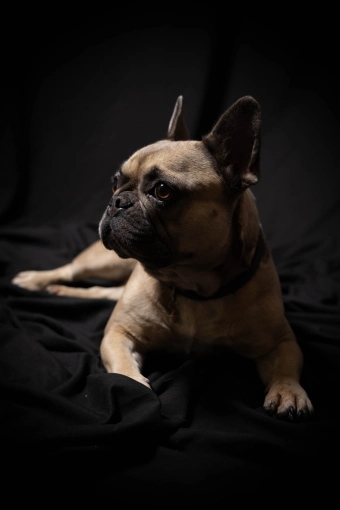 Photography, Photo retouching, Pets, Artistic, Traditional