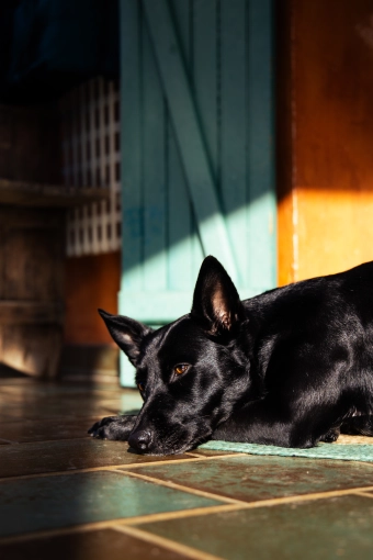 Photography, Photo retouching, Pets, Artistic, Traditional