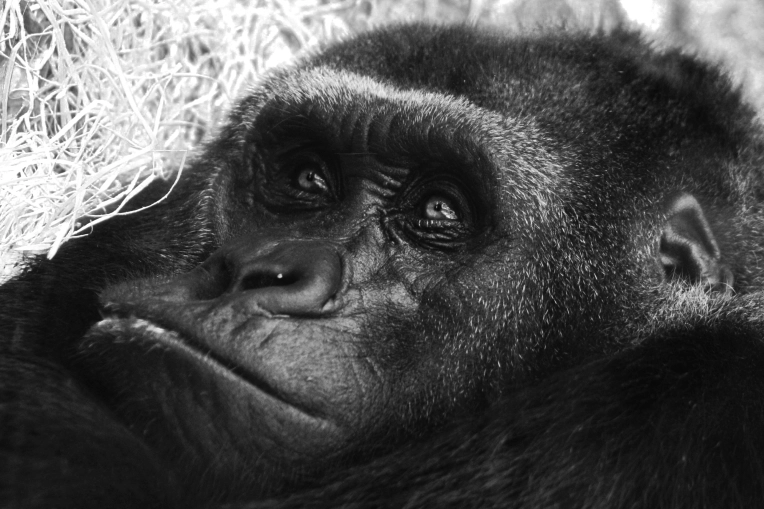 Photography, Photo retouching, Nature, Artistic