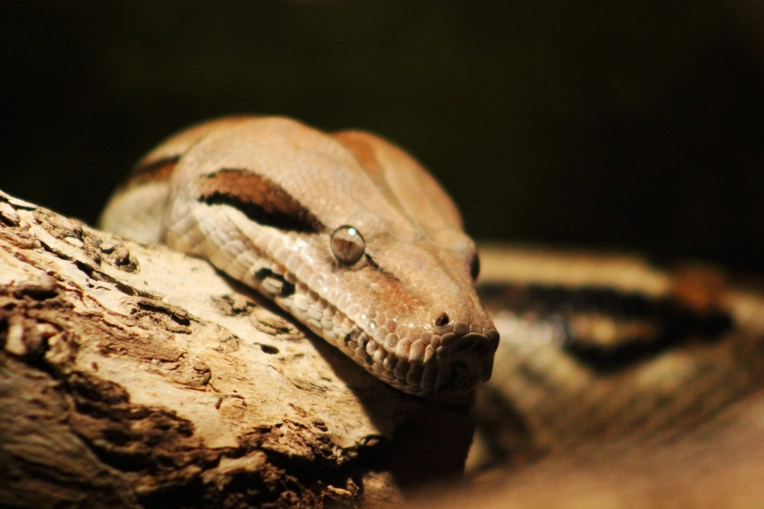 Photography, Photo retouching, Nature, Artistic