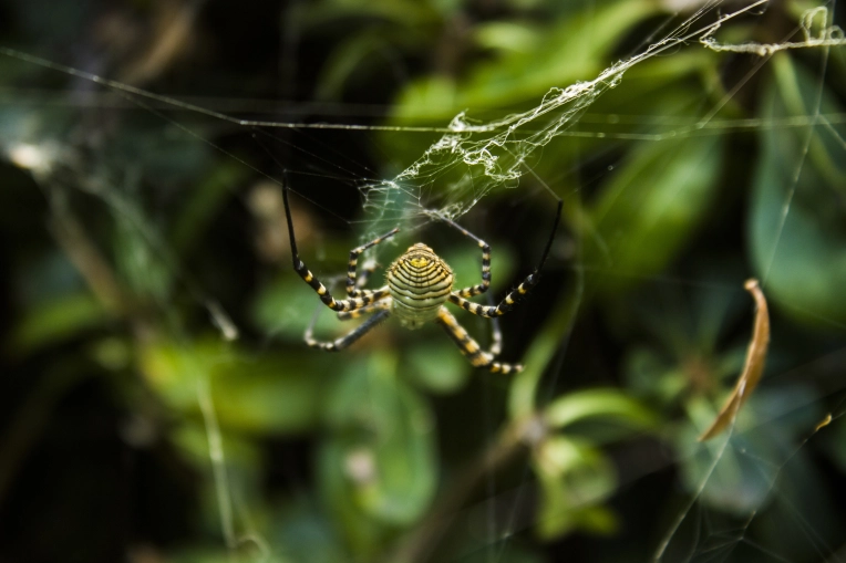 Photography, Photo retouching, Nature, Artistic