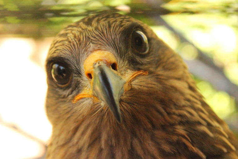 Photography, Photo retouching, Nature, Artistic