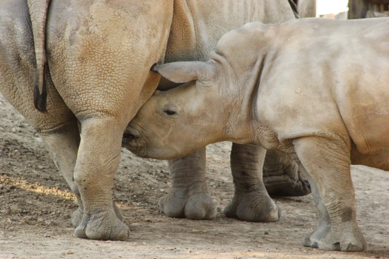 Photography, Photo retouching, Nature, Artistic