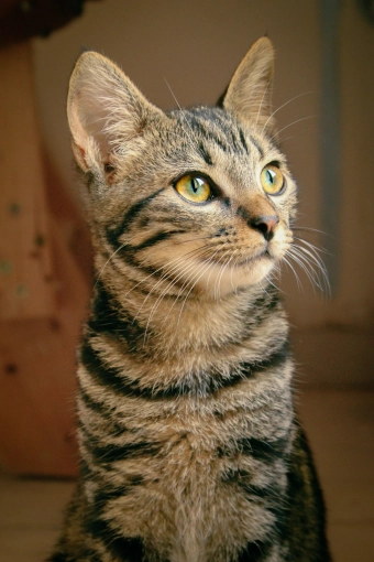 Photography, Photo retouching, Pets, Artistic, Traditional