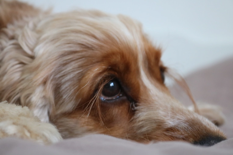 Photography, Photo retouching, Pets