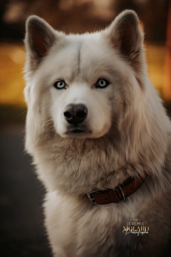 Photographie, Animal de compagnie, Artistique, Traditionnel, Vintage, Lifestyle