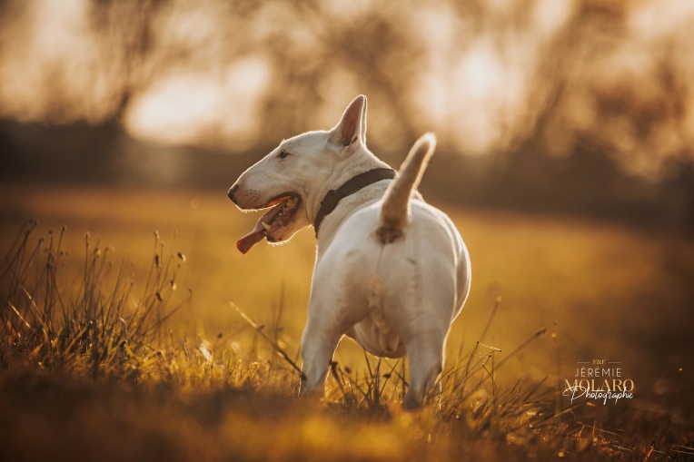 Photographie, Animal de compagnie, Artistique, Traditionnel, Vintage, Lifestyle