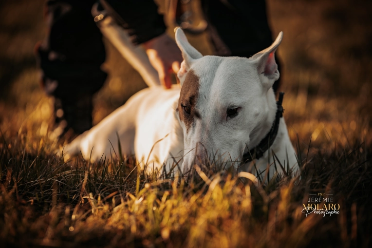 Photographie, Animal de compagnie, Artistique, Traditionnel, Vintage, Lifestyle