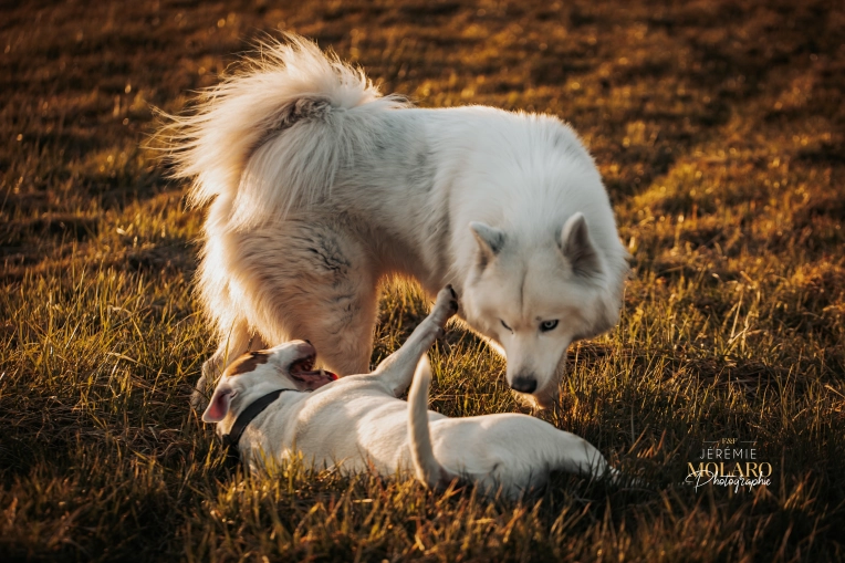 Photographie, Animal de compagnie, Artistique, Traditionnel, Vintage, Lifestyle