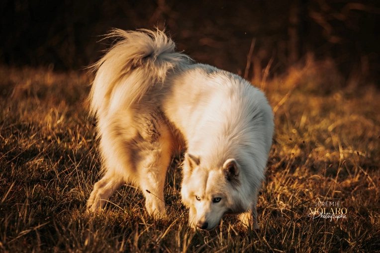 Photographie, Animal de compagnie, Artistique, Traditionnel, Vintage, Lifestyle