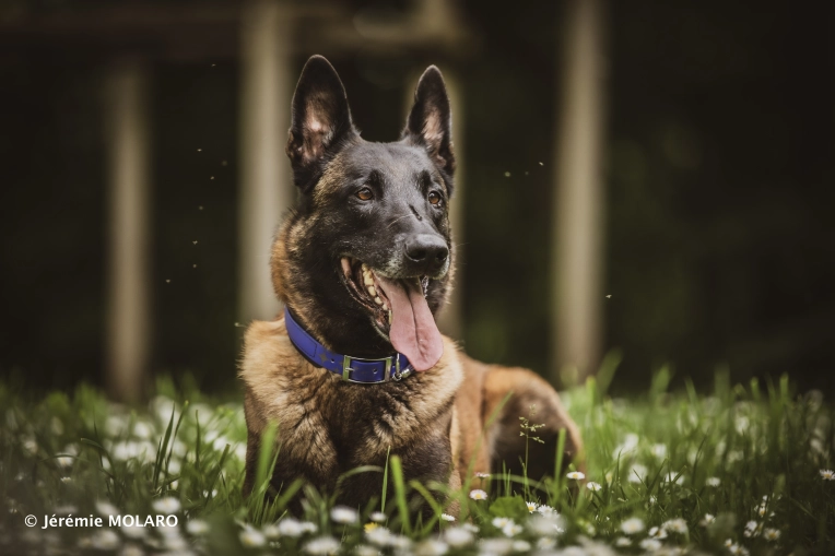 Photographie, Retouche photo, Animal de compagnie, Artistique, Traditionnel, Vintage, Lifestyle