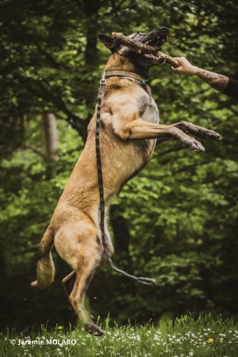 Photographie, Animal de compagnie, Artistique, Traditionnel, Vintage, Lifestyle