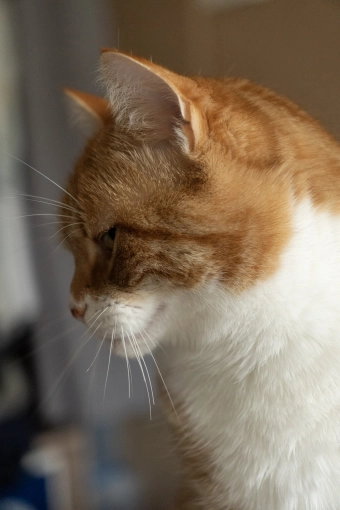 Photographie, Animal de compagnie