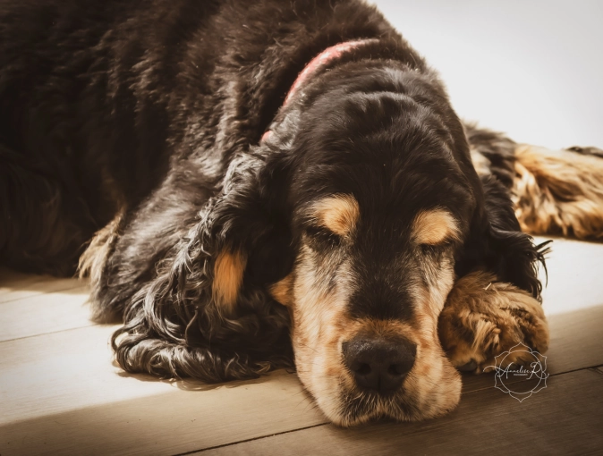 Photographie, Animal de compagnie, Artistique