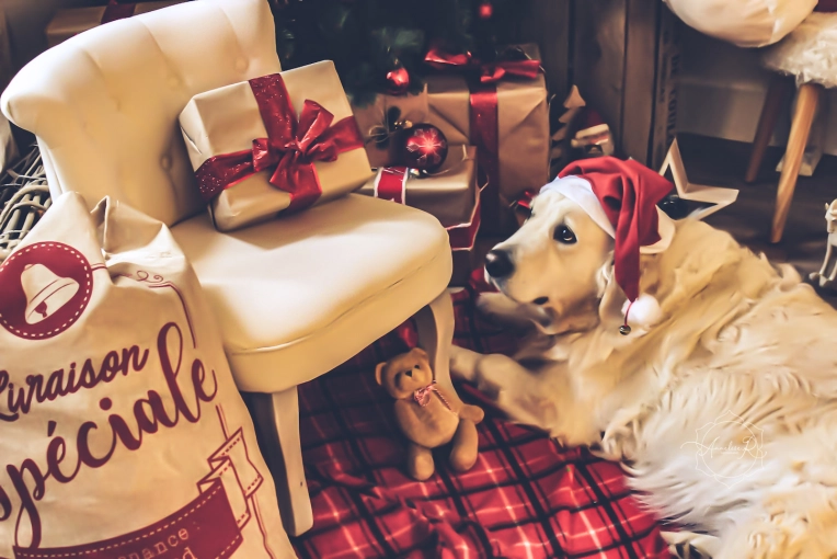 Photographie, Animal de compagnie, Vintage