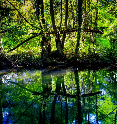 Photographie, Nature, Artistique