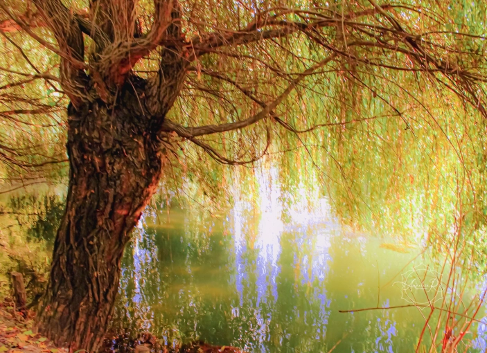 Photographie, Nature, Artistique