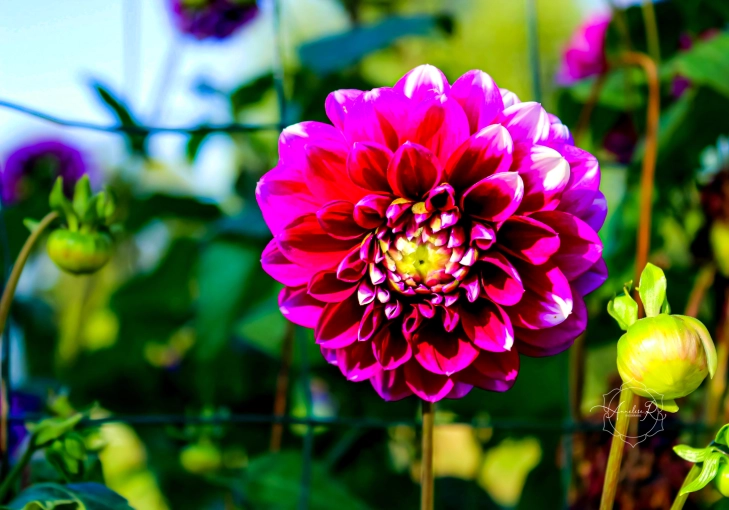 Photographie, Nature, Artistique