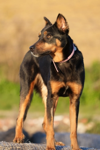 Photographie, Retouche photo, Animal de compagnie, Lifestyle