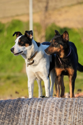 Photographie, Retouche photo, Animal de compagnie, Lifestyle