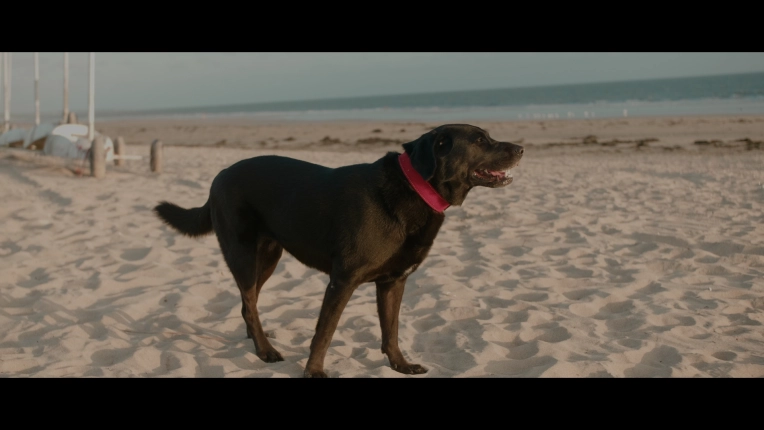 Video / Video Editing, Pets, Artistic, Vintage, Lifestyle