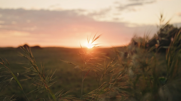 Photography, Video / Video Editing, Nature, Artistic, Lifestyle