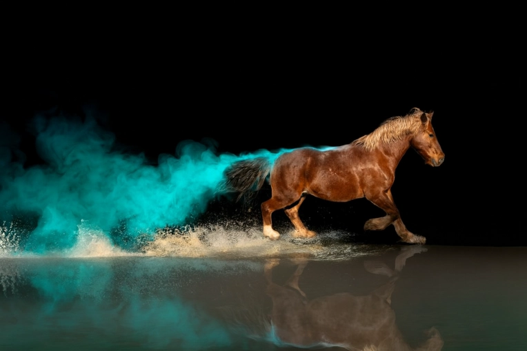 Photographie, Retouche photo, Animal de compagnie, Lifestyle