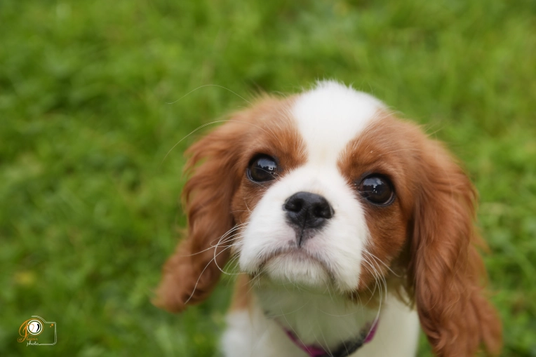 Photographie, Animal de compagnie, Lifestyle