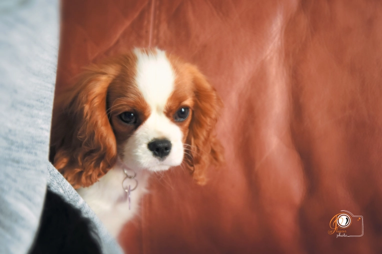 Photographie, Animal de compagnie, Lifestyle