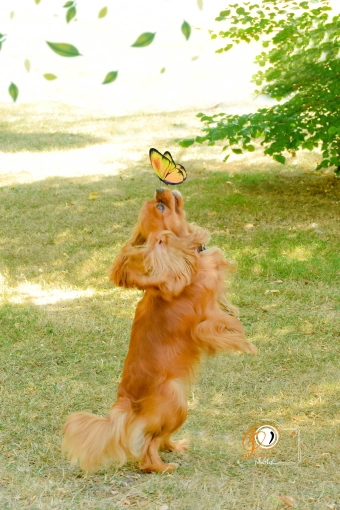 Photographie, Animal de compagnie, Lifestyle