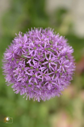 Photographie, Nature, Lifestyle