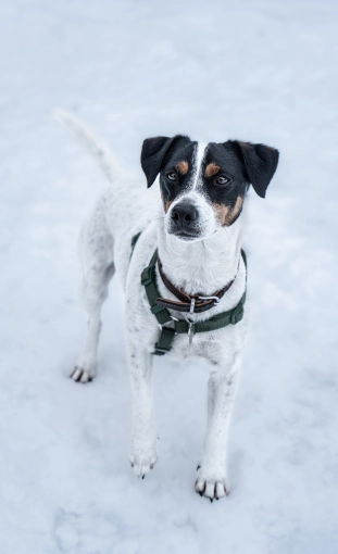Photographie, Animal de compagnie, Traditionnel