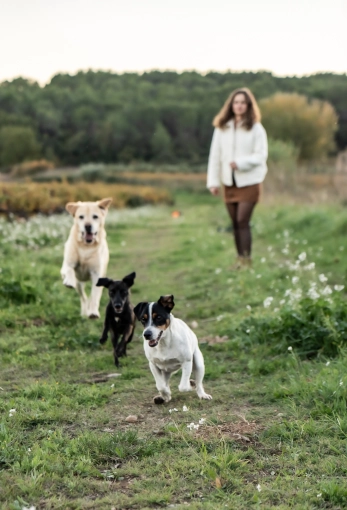 Retouche photo, Animal de compagnie, Traditionnel