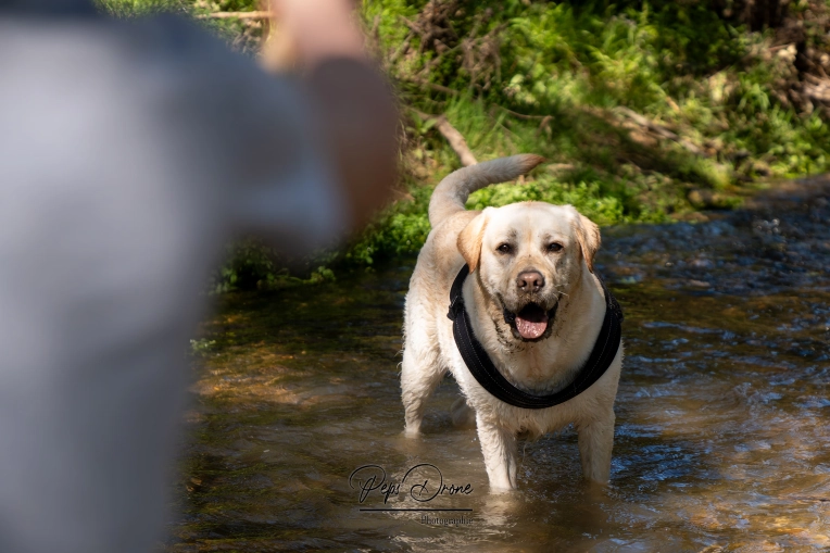 Photographie, Animal de compagnie, Traditionnel