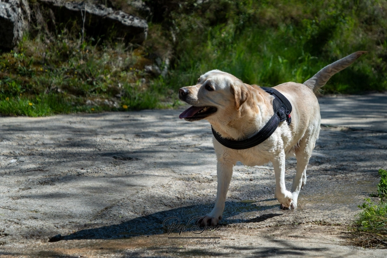 Photographie, Animal de compagnie, Traditionnel