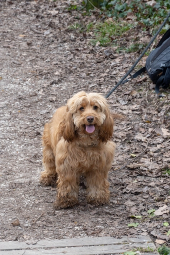 Photographie, Animal de compagnie, Lifestyle