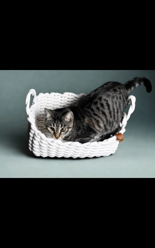 Photographie, Animal de compagnie, Traditionnel