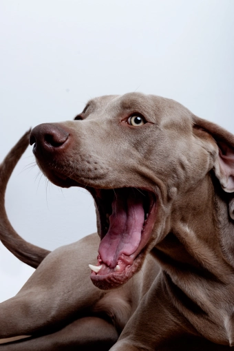 Photographie, Animal de compagnie, Artistique