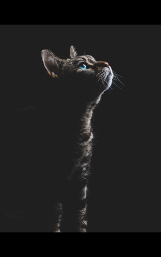 Photographie, Animal de compagnie, Traditionnel