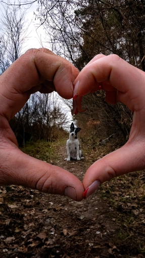 Photographie, Retouche photo, Animal de compagnie, Artistique